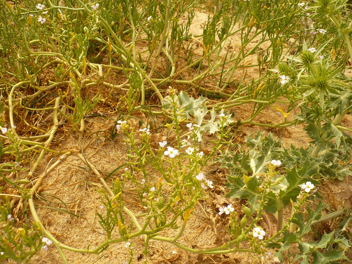 Cakile maritima subsp. integrifolia (Brassicaceae)